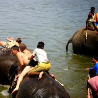 elephant bath