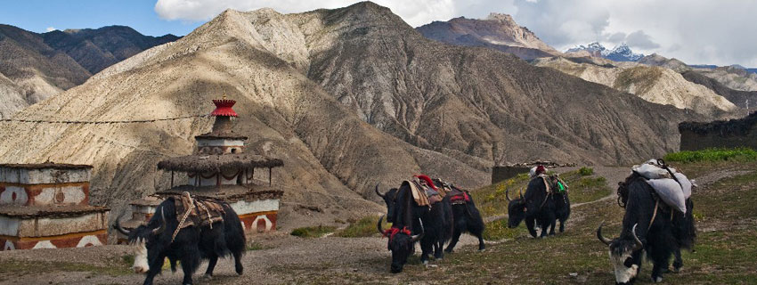 yaks in Upper dolpo